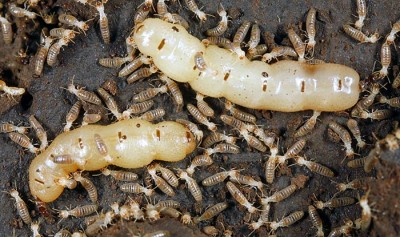 Termite queens