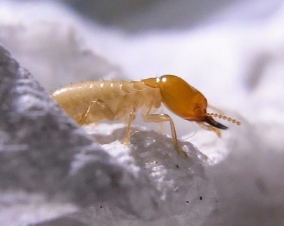Asian Subterranean Termite - Coptotermes gestroi