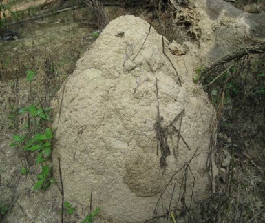 Fairly large G. sulphureus mound