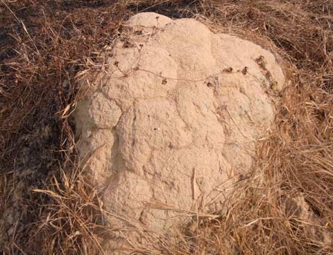 Macrotermes gilvus mound