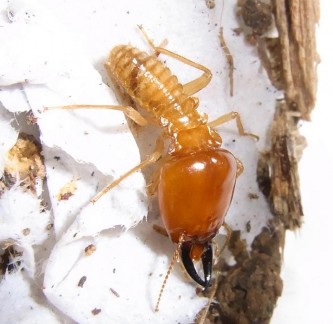 A major termite soldier of M. malaccensis