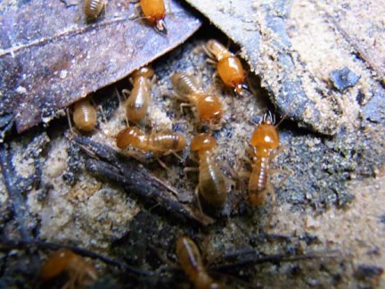Termite workers and minor soldiers