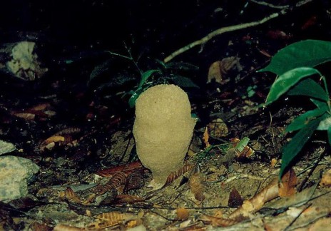 Pillar nest of Dicuspiditermes nemorosus.