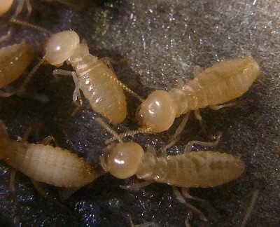 Coptotermes curvignathus workers