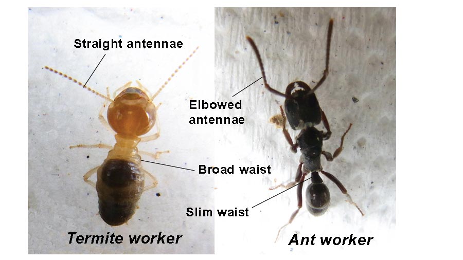  ... - What do termites look like compared to ants; the main differences