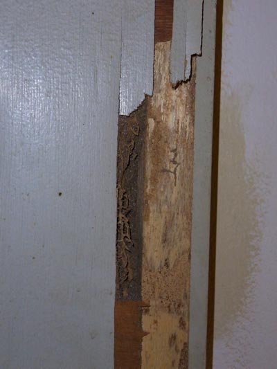 Door severely damaged by Coptotermes termites. 