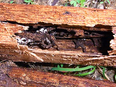 Termite eaten wood in a bait station