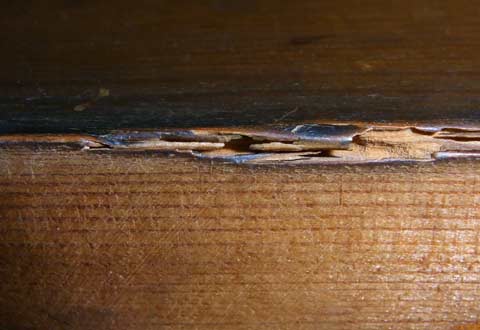 Drywood termite infestation