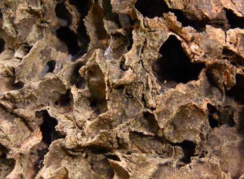 Microcerotermes nest closeup