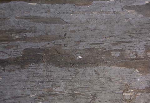 Termite damaged wood exterior