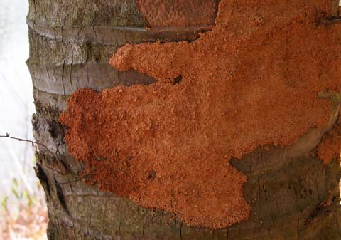 Termite mud covering 