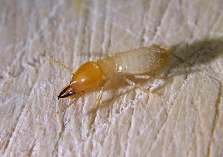 Subterranean termite soldier