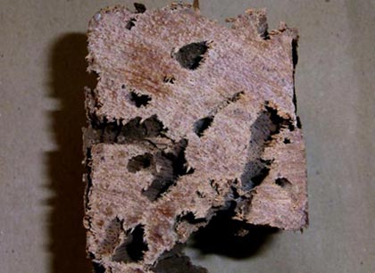 Drywood termite damage