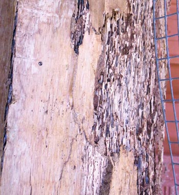 Subterranean termite damage