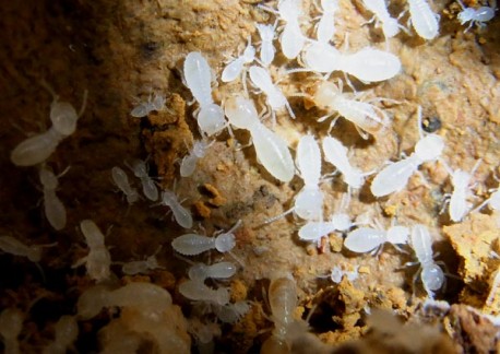 Termite nymphs