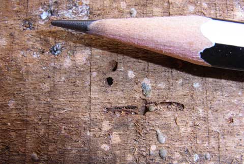 Drywood termite kickhole