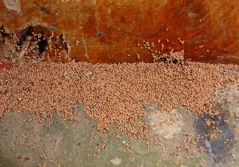 Drywood termite droppings