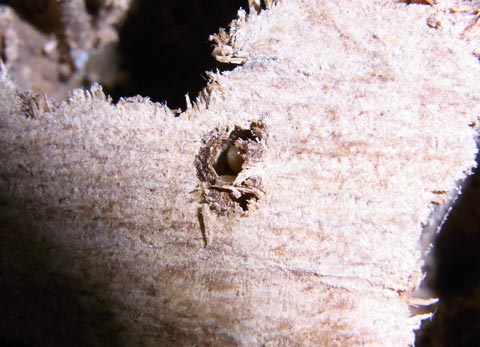 Drywood termite droppings as sealant.