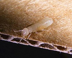 Termite fumigation