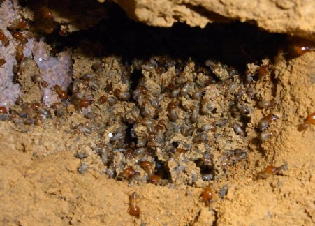 Repairing breach in termite mound