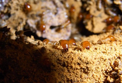 Termite soldiers guarding breach