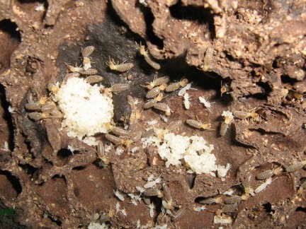 Anoplotermes banksi termites