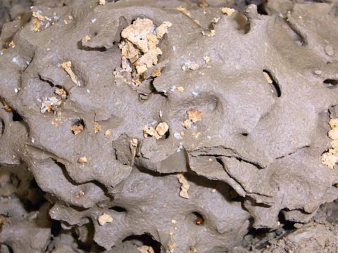 Termite royal chamber