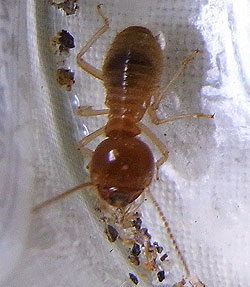 worker-termite1
