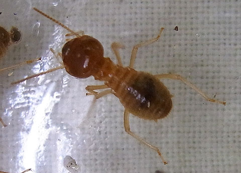 worker-termite2