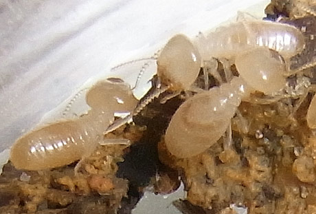 worker-termites