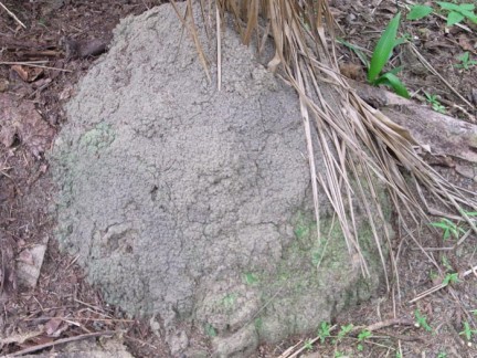 Globitermes sulphureus mound