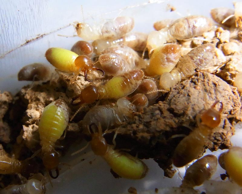 Globitermes sulphureus - Altruistic termite soldiers, filled with a yellow glue like substance.
