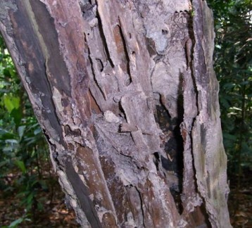Termite galleries in a dead tree