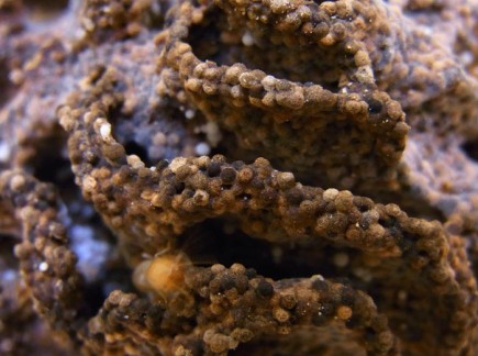 Close up of termite fungus comb. 