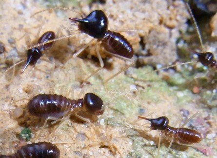 Longipeditermes longipes