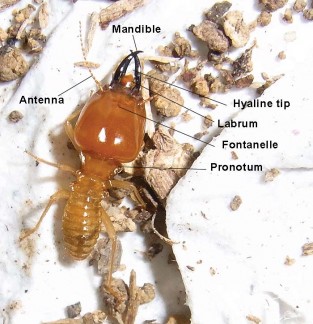Termite soldier morphology