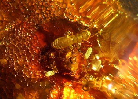 The origin of termites - Termite Web