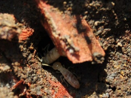 Reticulitermes worker termites