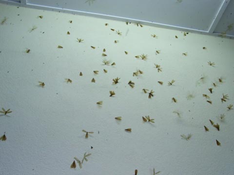 Flying termite swarm
