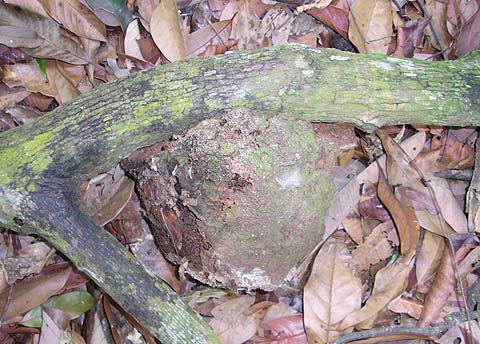 Arboreal termite nest