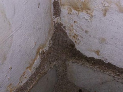 Termite mud tubes - Termite Web