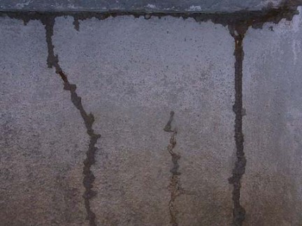 Termite mud tubes