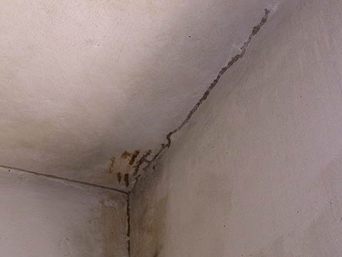 Termite mud tubes on ceiling