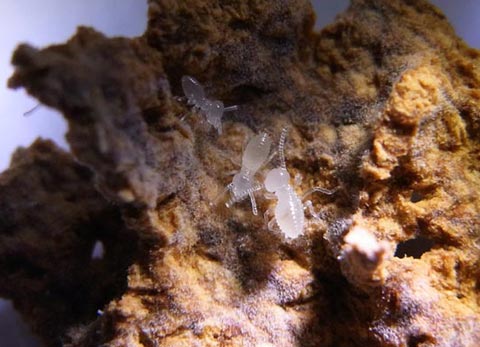 Termite nymphs