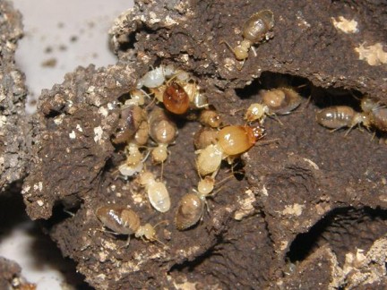 Labiotermes labralis termites 