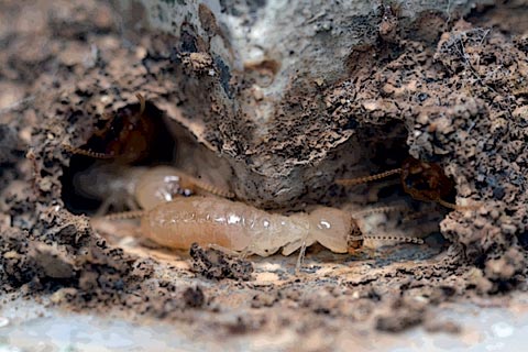 Termite FAQ part 2