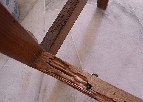 Drywood termite damage in furniture