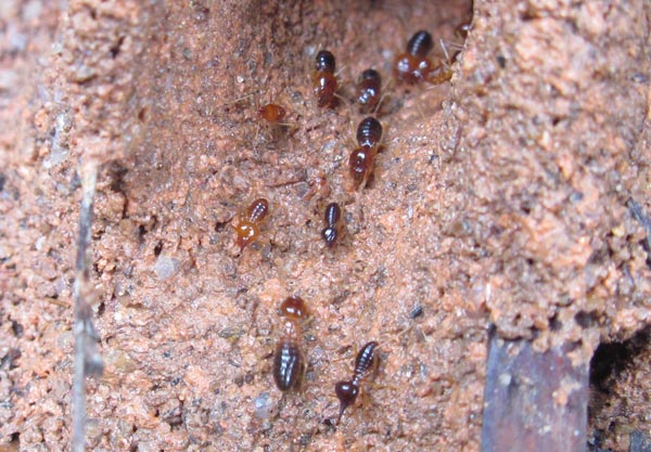 polymorphic termites