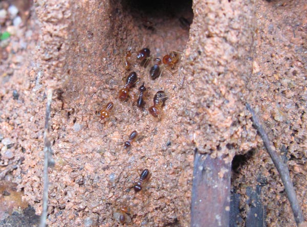 two toned termites