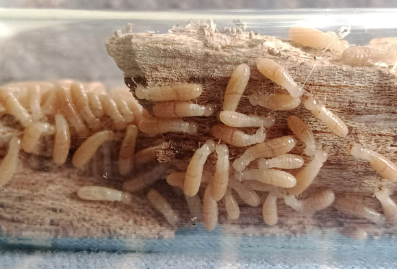 cryptotermes dudleyi colony inside a test tube